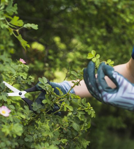 close-up-hand-cutting-plant