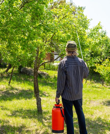 gardener-treats-fruit-trees-from-insect-pests-diseases-using-spray-bottle