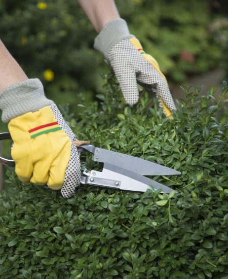 Manteniemiento de jardines